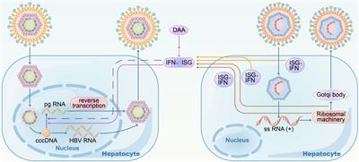 Current treatment of chronic hepatitis B: Clinical aspects and future directions